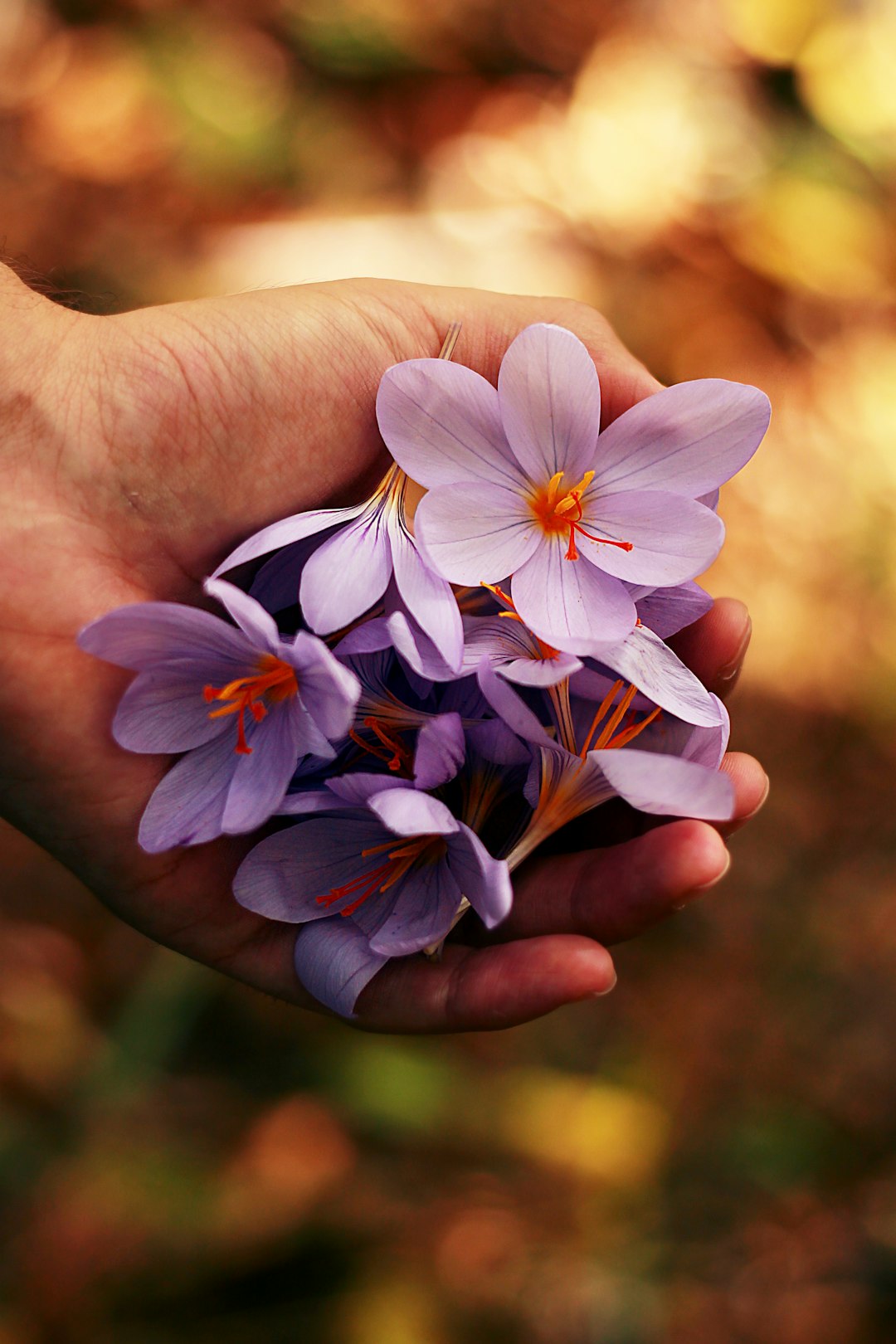 Photo by Roberta Sorge purple petaled flowers on person's hand